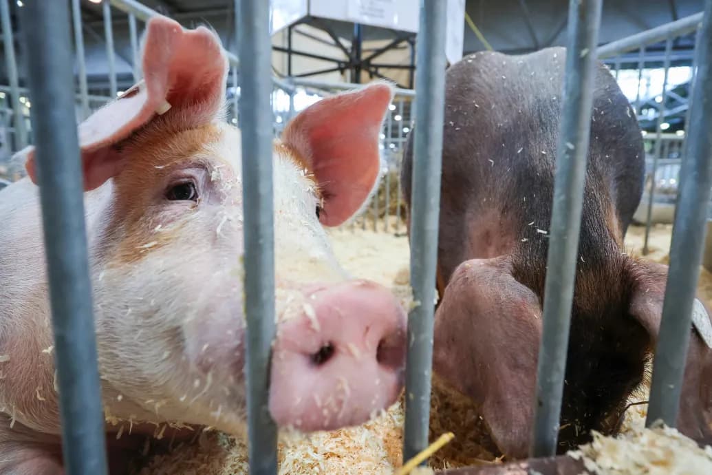 Terjed az afrikai sertéspestis, már Baranyában is megjelent