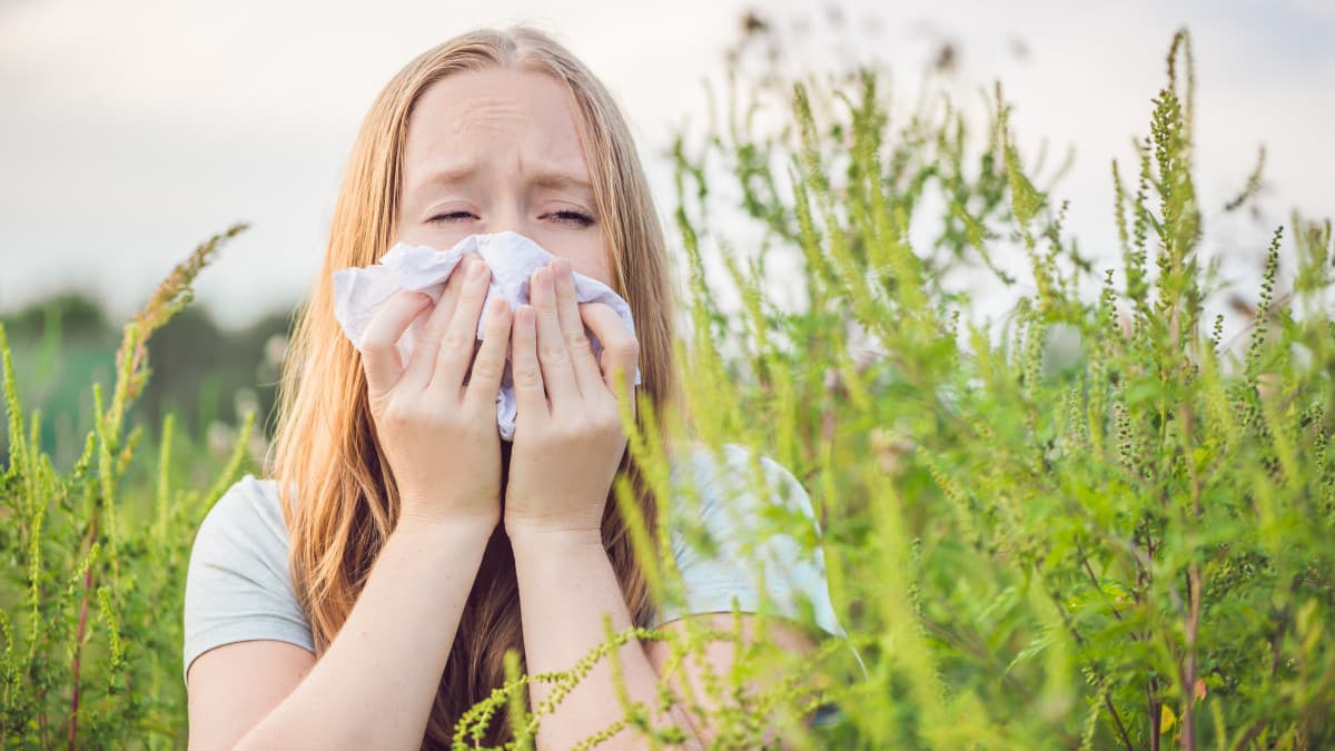 Jön a parlagfű-pokol az allergiásoknak – térképeken az előrejelzés