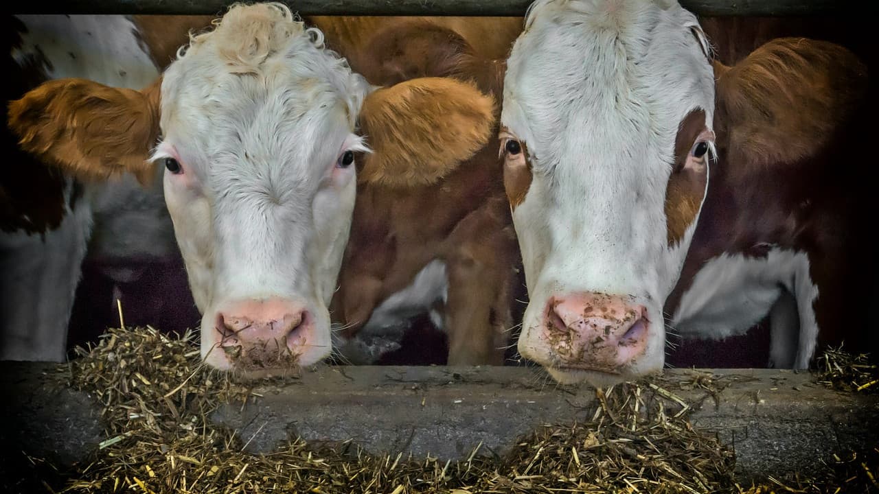 Történelmi tejválság fenyeget Szlovákiában