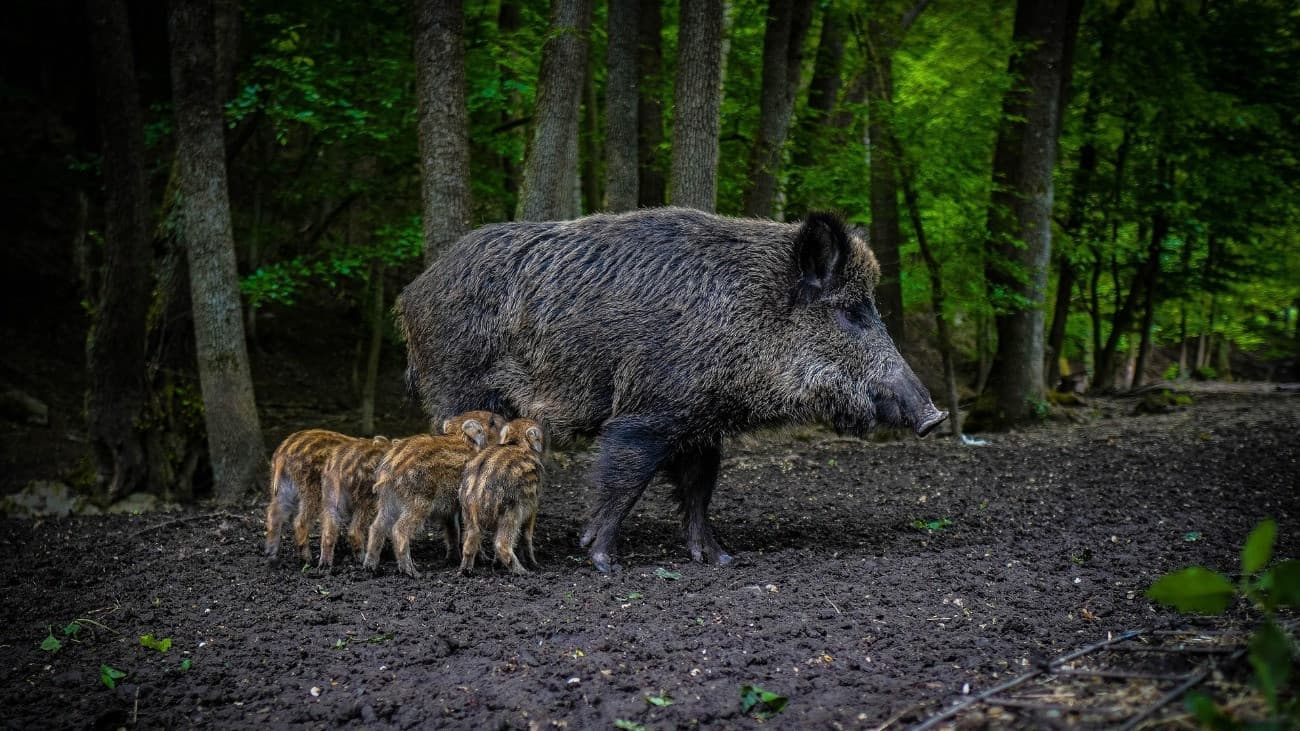 Vaddisznók bukkantak fel a történelmi magyar városban