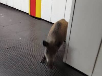 Szokatlan utas az M2-es vonalán: vaddisznó miatt kellett lezárni a Kossuth téri metróállomást