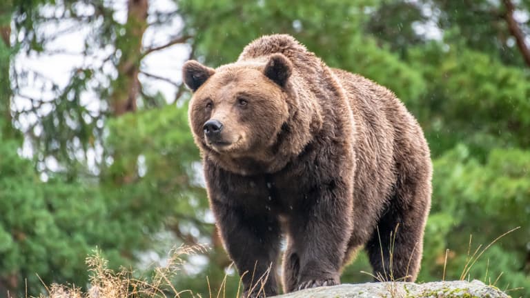 Eljegyzés után, vőlegénye szeme láttára marcangolt halálra egy medve egy orosz nőt