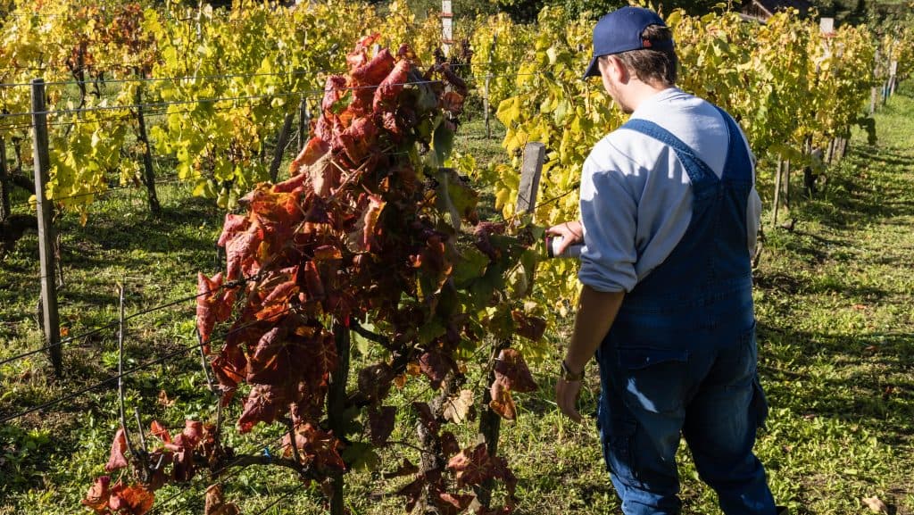 A Bükki borvidéken is megjelent a szőlőt pusztító betegség