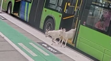 Kecskék szálltak fel egy amerikai buszra, de nem volt náluk menetjegy