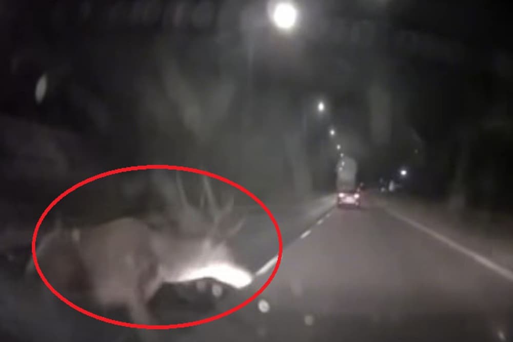 Videón, ahogy a szélvédőbe csapódik a több száz kilós szarvas
