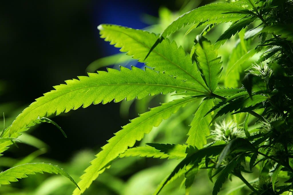 Alig van magyar, aki ne támogatná az orvosi kannabisz bevezetését