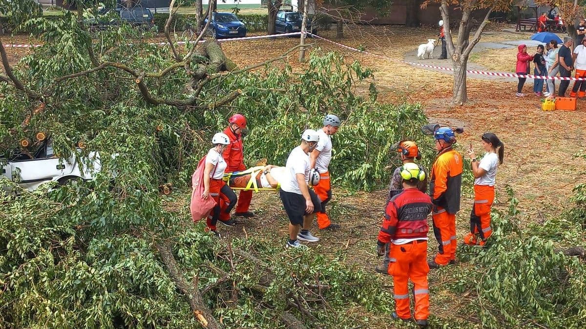 Autóra dőlt egy fa, a Neptun csapata sietett a sofőr segítségére