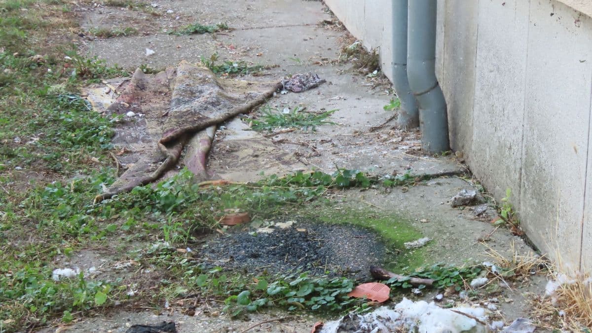 Patkányterror a Szabadság téren: a gyerekek betondarabbal verik agyon a rágcsálókat + fotók