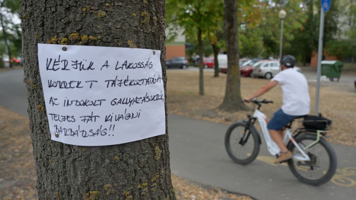 Felháborodtak a kivágott fák miatt, kézzel írt üzenetekkel tiltakoznak – megérkezett a városháza válasza + fotók