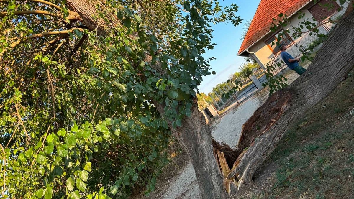 Megviselte a vihar Déget: több veszélyes fát is eltávolítanak