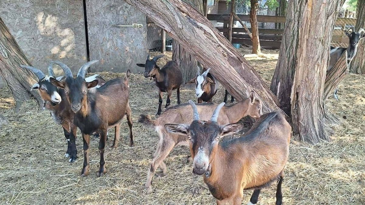 Segítségkérés: Hatalmas erővel csapott le a vihar, bajban a móri állatfarm