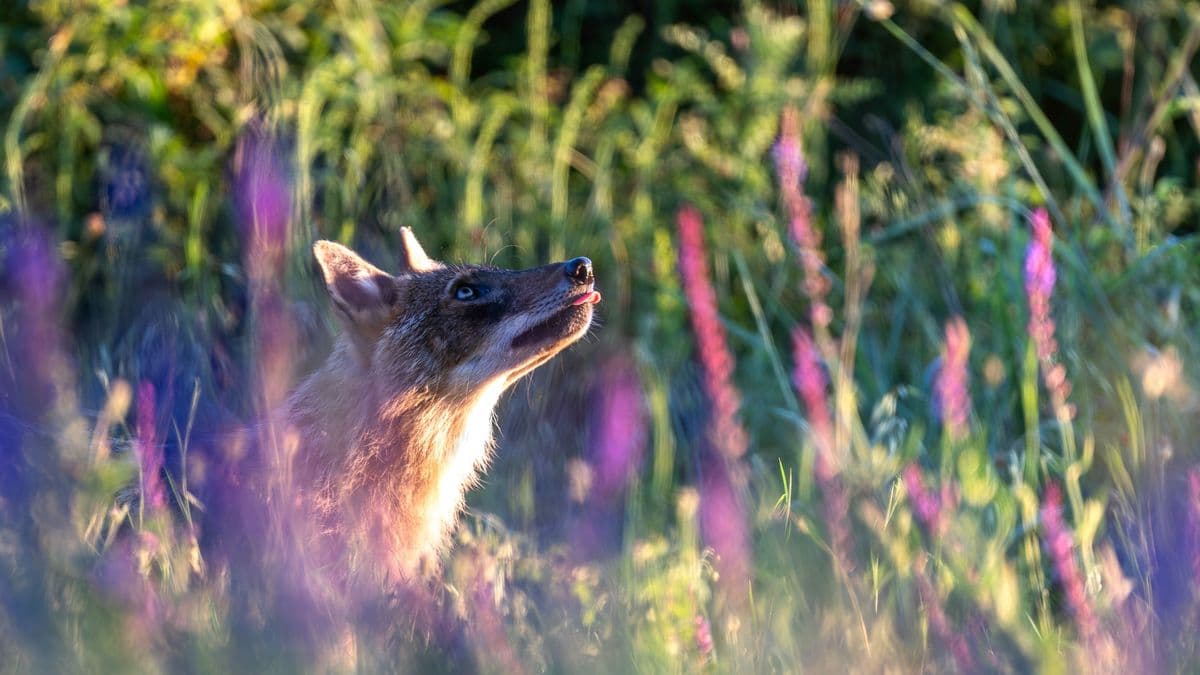 Falkában vadászó ragadozók jelentek meg Komárom-Esztergom vármegyében