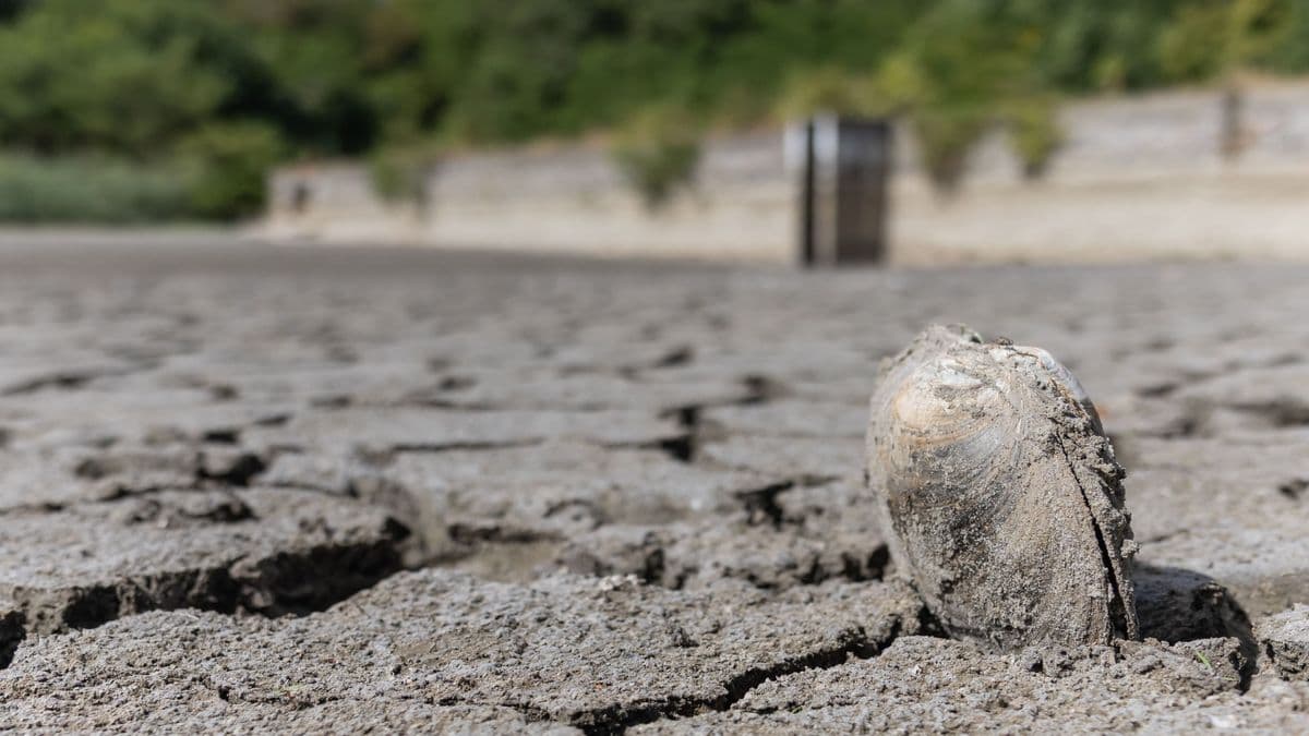 Kiszáradt a majki tó, menteni kellett a halakat - fotókon az aszály pusztítása