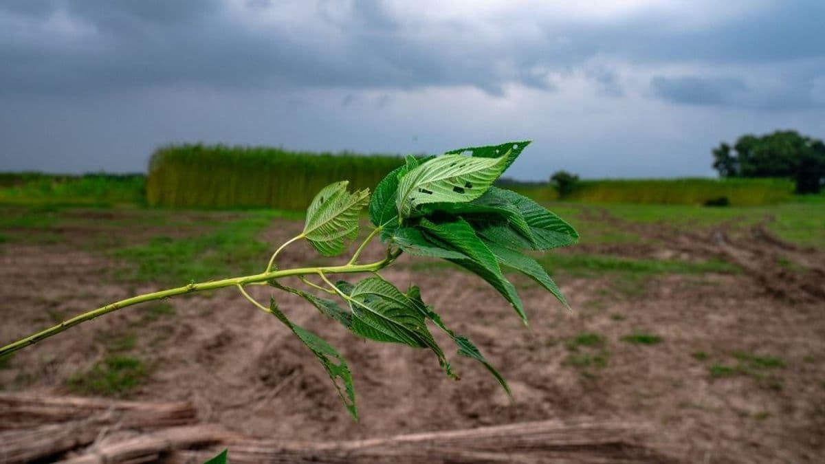 Riasztó előrejelzés érkezett: tovább erősödhet az El Niño