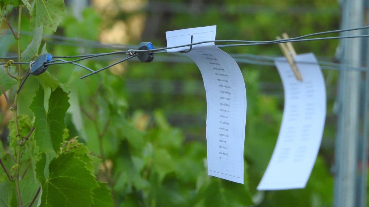 "Versel a szőlő" - Ahol a költészet és a bor találkozik Sopronban - fotók