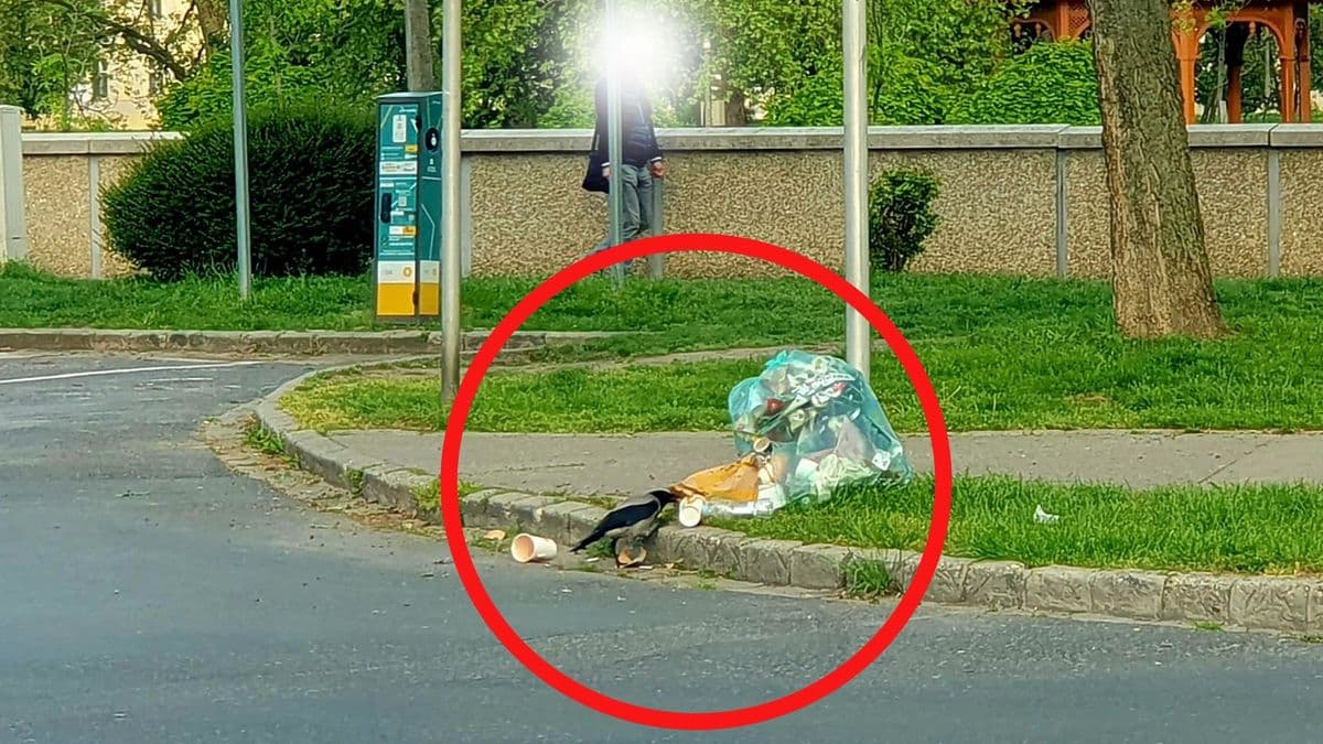 Varjúháború Győrben: a helyiek szerint tarthatatlan a helyzet – Fotókkal