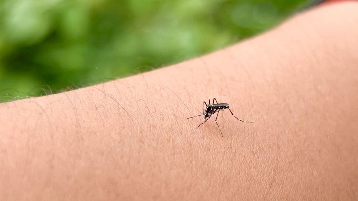 A hőség miatt kevesebb a szúnyog, de az ázsiai tigrisszúnyog továbbra is gondot okoz