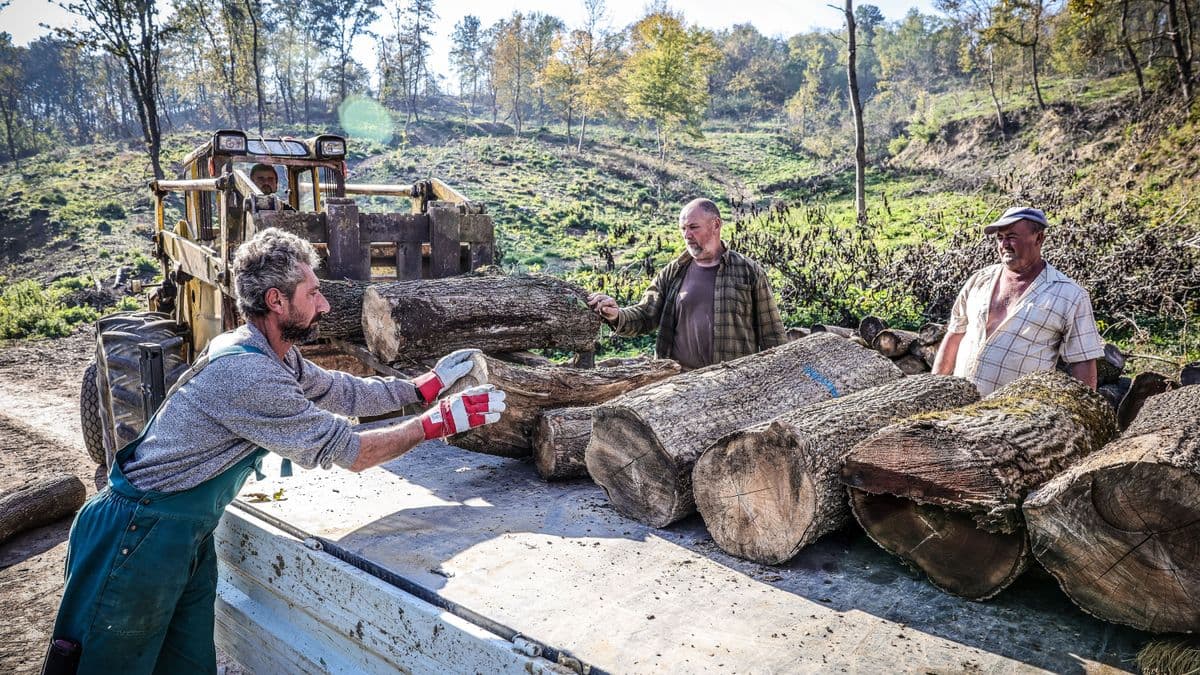 Csökken a tűzifa áfája, de Magyar Péter ez ügyben is ferdített
