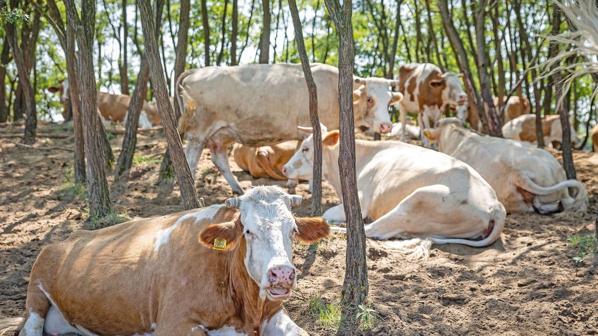 Kényszerérés, kiszáradt földek, milliárdos károk: így pusztít a hőség