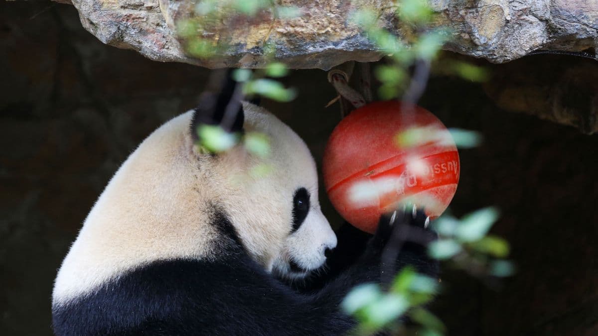 Pandákkal hódítja meg a világot Kína