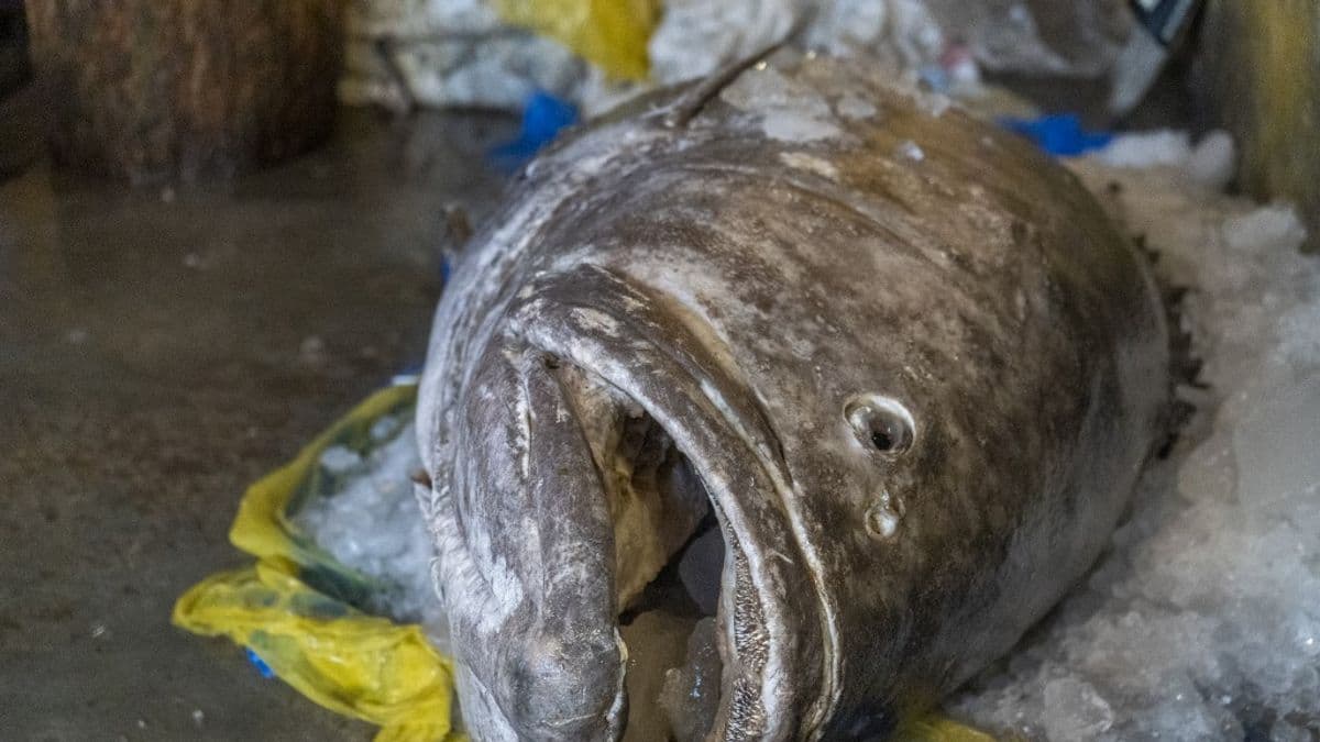 Milyen szaga van egymillió liter erjedő halszósznak? Ebben a kisvárosban nagyon is tudják