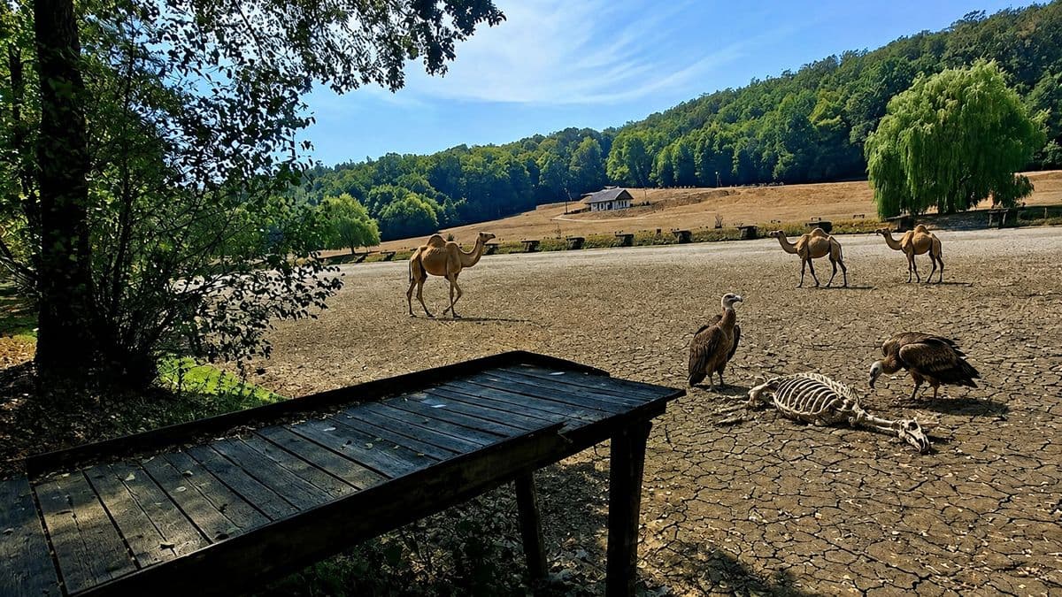 Sivatag a Zselicben: kiszáradt a Ropolyi-tó?