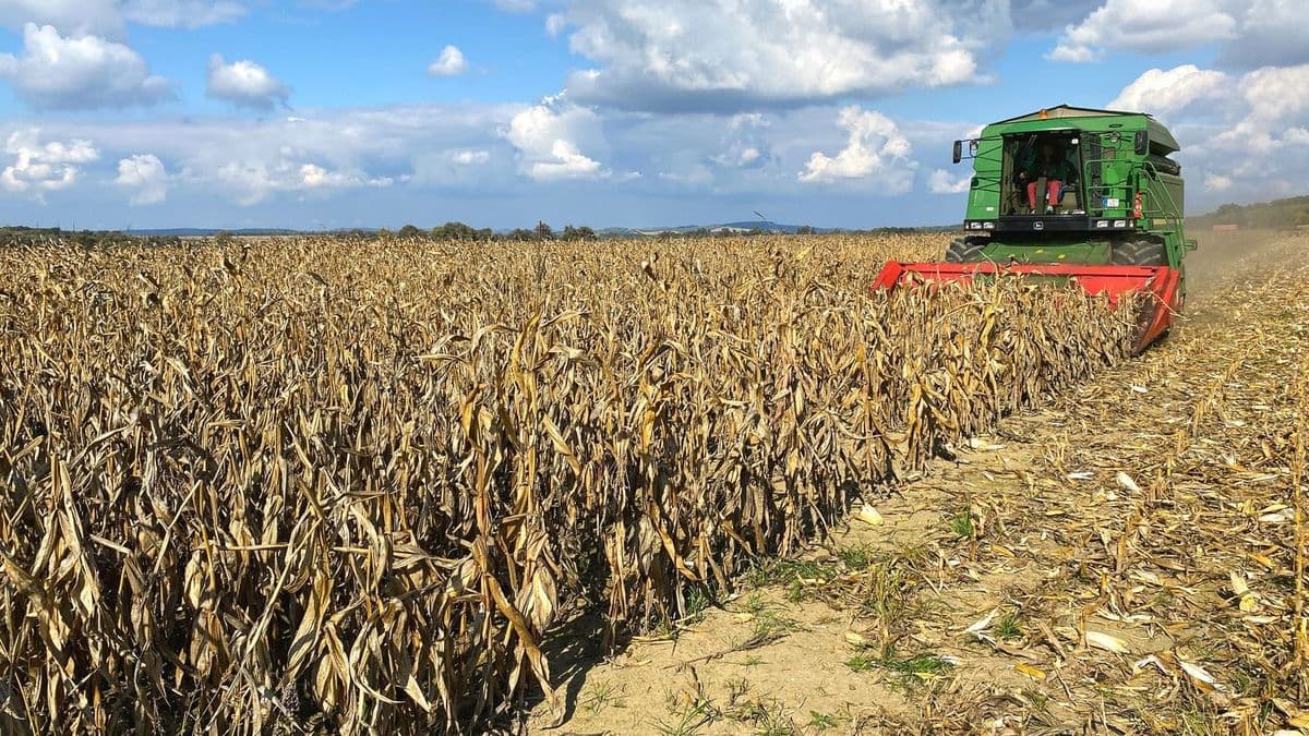 Itt az újabb veszedelem, a soha nem látott aszály miatt aflatoxinos lehet a megmaradt kukorica