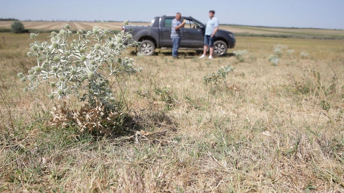 Kiszáradt földek, sárguló erdők: jövő hétig marad a pusztító aszály