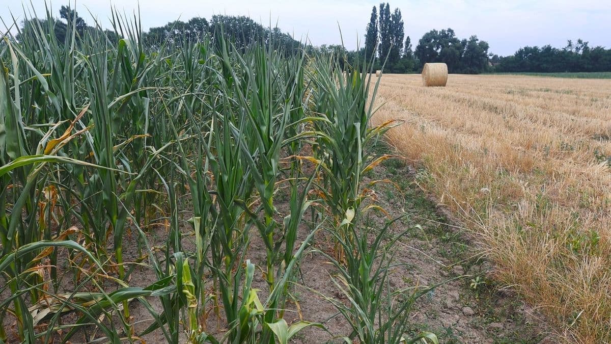 Aszály: uniós mentőöv érkezett – szeptember végéig fizetik ki a kukoricatermelőknek a támogatást
