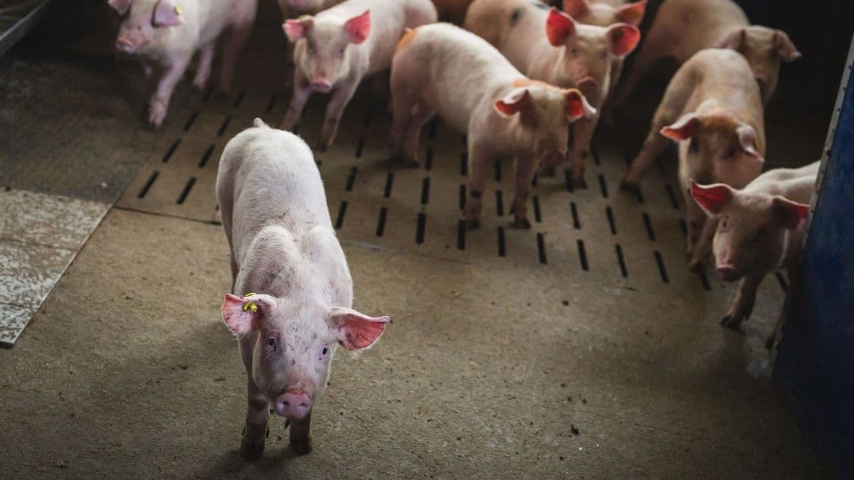 Pusztít a sertéspestis a szomszédban, több tízezer állat pusztult el – kirúgták a krízisközpont vezetőjét, vasszigor jön Szerbiában