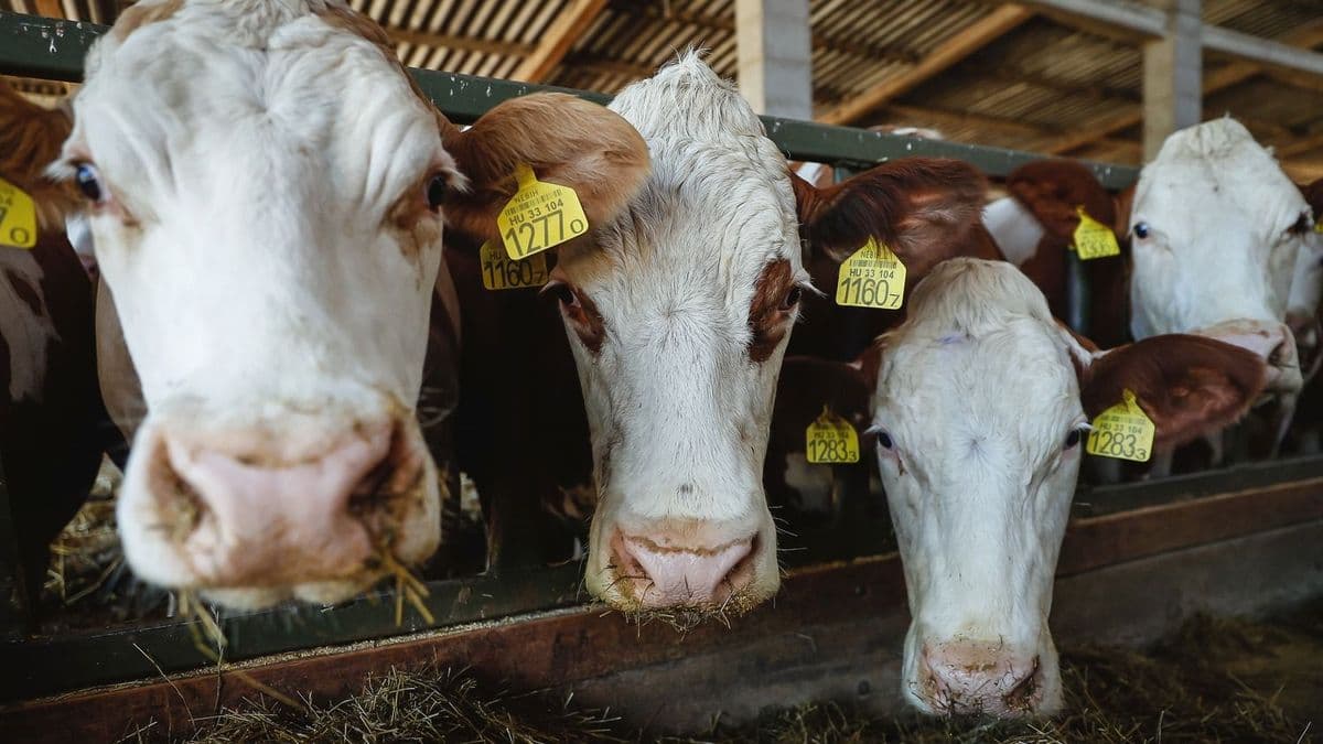 Senki nem figyelt rá, tejválság robbant ki Magyarországon: ömlik be a német import, a forint már a külföldieknek dolgozik – a Tisza-kormány mással van elfoglalva