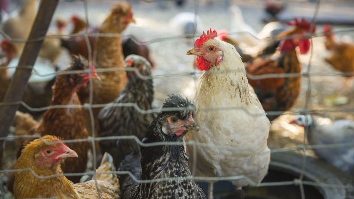 Hatalmas fehérjeéhség jön: egy világtrend, ami biztosan beüt, de ebből Magyarország is jól jöhet ki