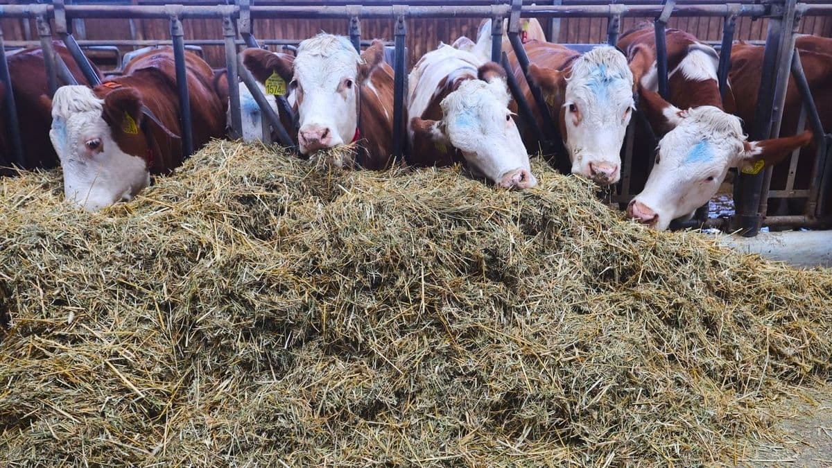 Kitart az aszály, de érkezik a pénzeső a gazdákhoz - hetekkel hamarabb utalják az előleget, de figyelni kell a határidőkre