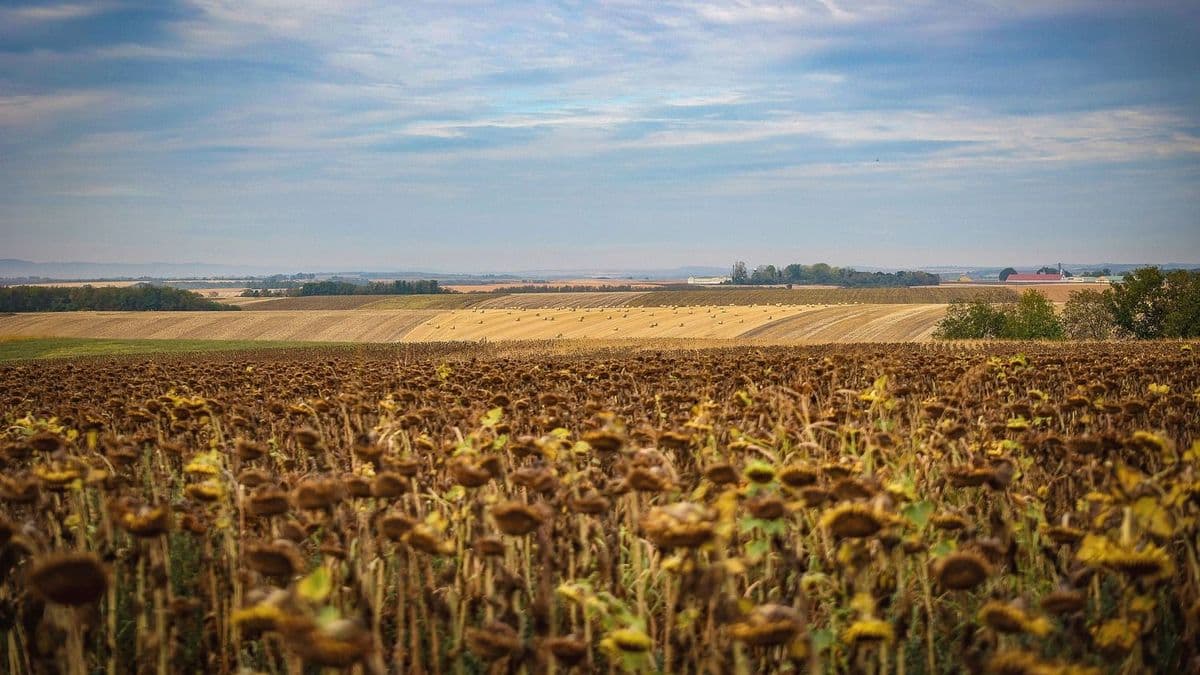 Hitelmoratóriummal segítik az aszály miatt bajba jutott gazdákat
