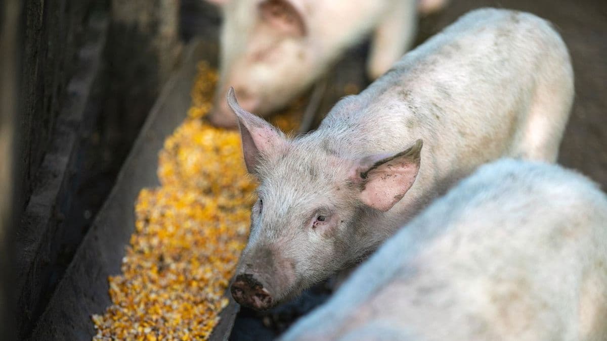 Kész, eddig bírta a magyar sertéságazat: összeomlottak az árak, de most jöhet csak az igazi baj az afrikai sertéspestissel – bezzeg a lengyel gazdáknak már készíti a támogatást a kormány