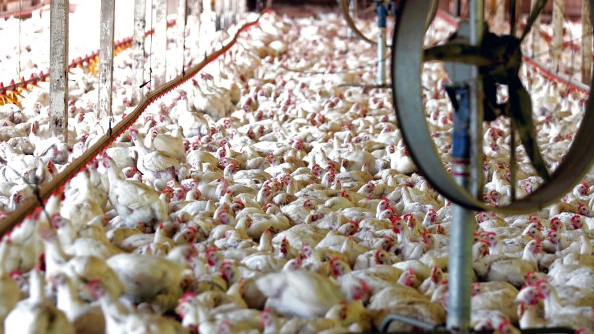 Brazil baromfi: közeleg az uniós piacnyitás – ezt a magyar termelők is megérezhetik
