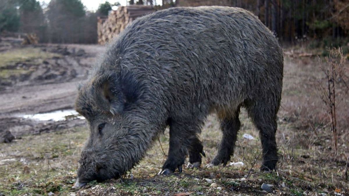 Vaddisznók jelentek meg a zalai község belterületén, kilövési engedélyt adtak ki rájuk