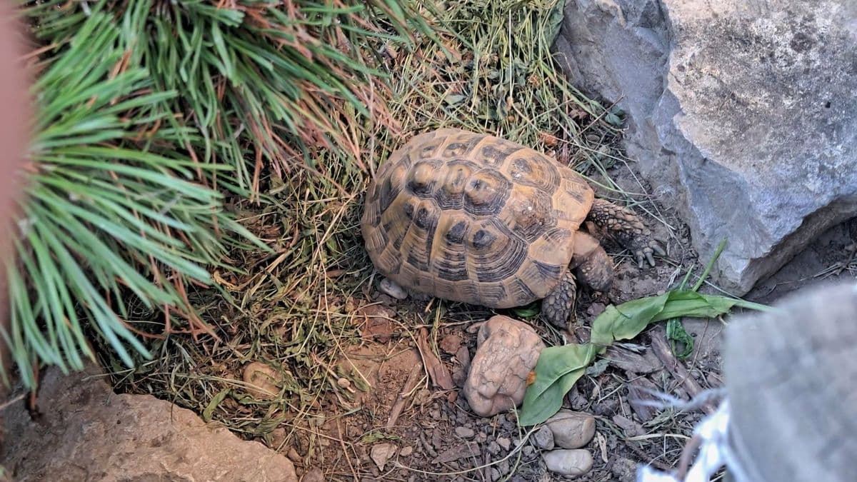 Nyúlcipőt húzott a görög teknős Zalaegerszegen, gazdái nagyon várják haza
