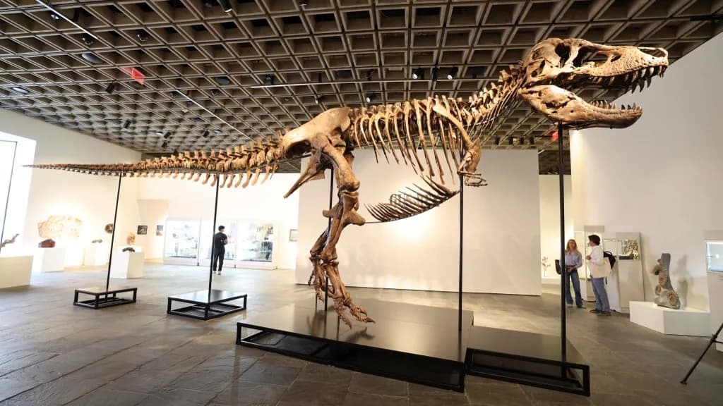 Rekordáron kelt el egy ritka T. rex fosszília egy aukción