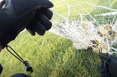 Így néz ki egy drámai bagolymentés ollóval és seprűvel a hős szemszögéből – videó