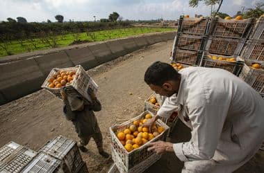 Azt hiszi, görög meg spanyol gyümölcsöt eszik? Előbb talál már afrikai országot feladóként
