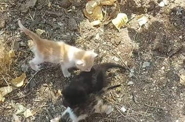 Videó: szemétszedés közben három kiscicát mentettek meg a közutasok