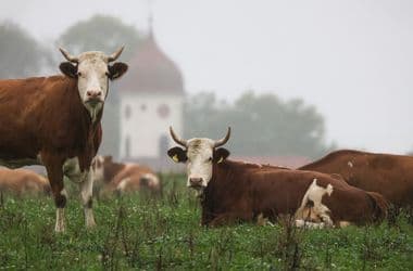 Először fertőzött meg embert a Shamonda-vírus