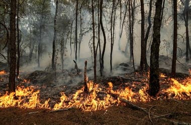Ember okozza, de ember nehezen oltja: mitől mások a francia erdőtüzek?
