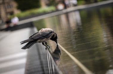 Úgy tűnik, nem okozott nagymértékű többlethalálozás a júniusi hőség miatt Magyarországon