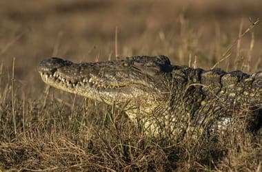 A bíróság közbelépett, egyelőre nem lesz krokodilokkal védett izraeli börtönt