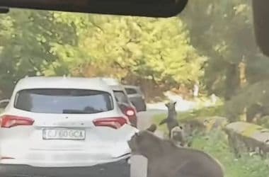 Videón, ahogy egy medve nekiesik egy turista autójának a Transzfogarason