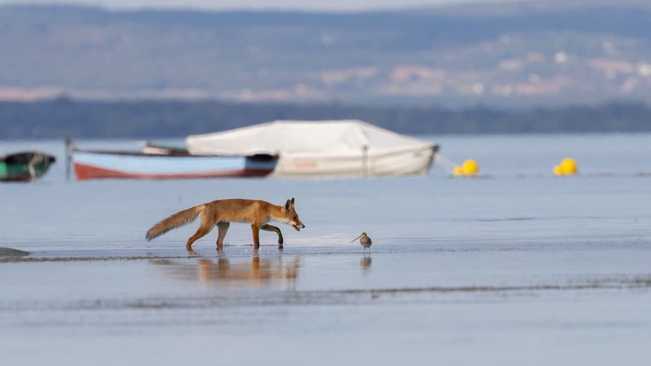 Vidám ragadozók csobbantak a Balatonban iskolakezdéskor