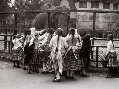 Sissi zsiráfjától az első lombikorrszarvúig – 160 éves a Budapesti Állatkert