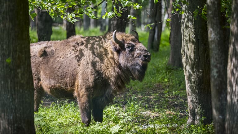 Videón a lengyelországi bölénytámadás: egy autós terelte el a vadállat figyelmét a földre került férfiról